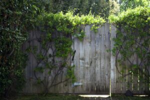 Creeper Plant On Wooden Picket Fence