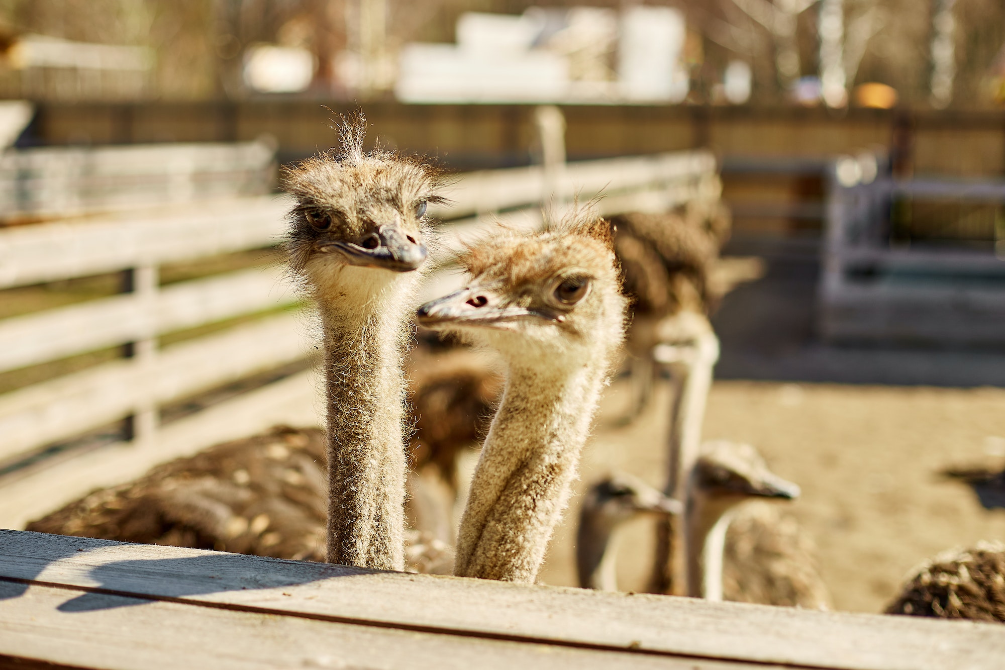 Big ostriches at farm field behind a wooden fence