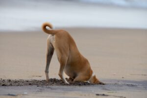 Dog digging a hole in the sand at the beach on summer holiday vacation, ocean shore behind