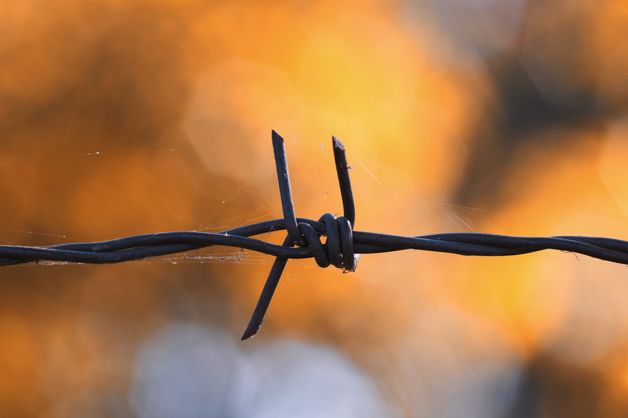 Close-up view barbed wire