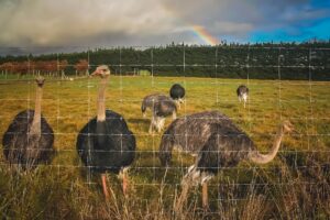 Ostrich herd behind a fence on a farm