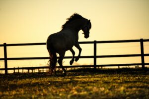 silhouette horse at sunset