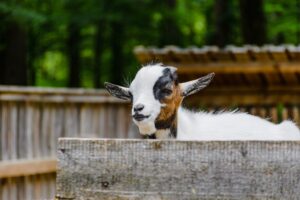 Cute goats on farm. Miniature pygmy goat behind wooden fence.