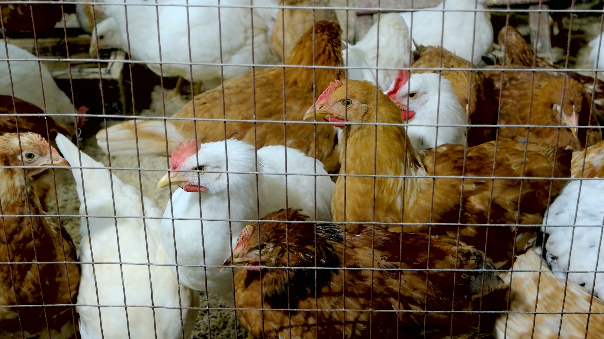 Domestic hens behind a wire fence.