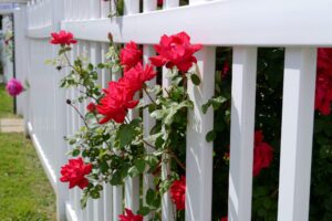 Hot pink or red roses sticking through a white picket fence.