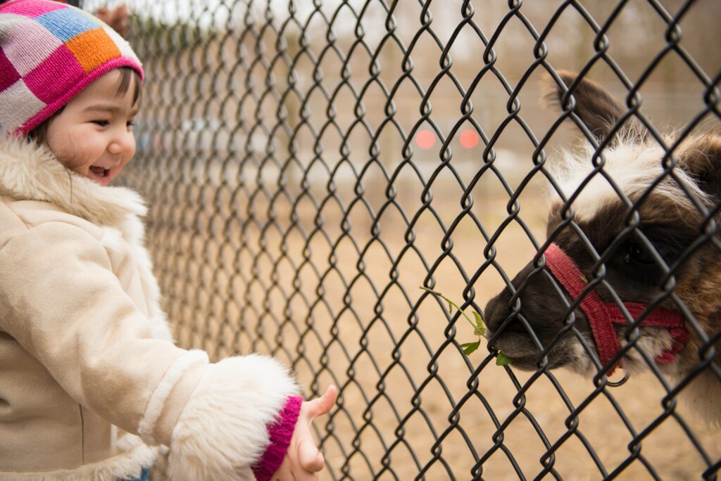 Girl looking at animal through wire fence in zoo