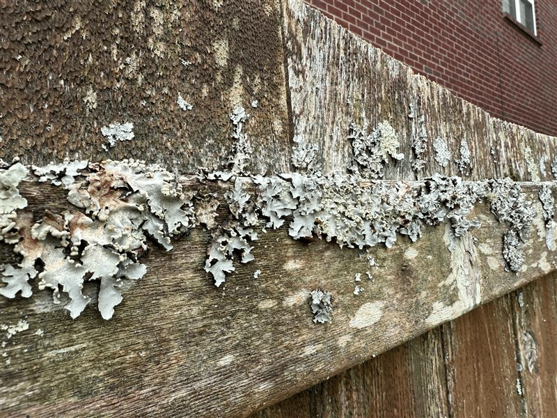Mold And Mildew